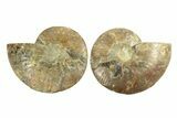 Cut & Polished, Agatized Ammonite Fossil - Madagascar #264776-1